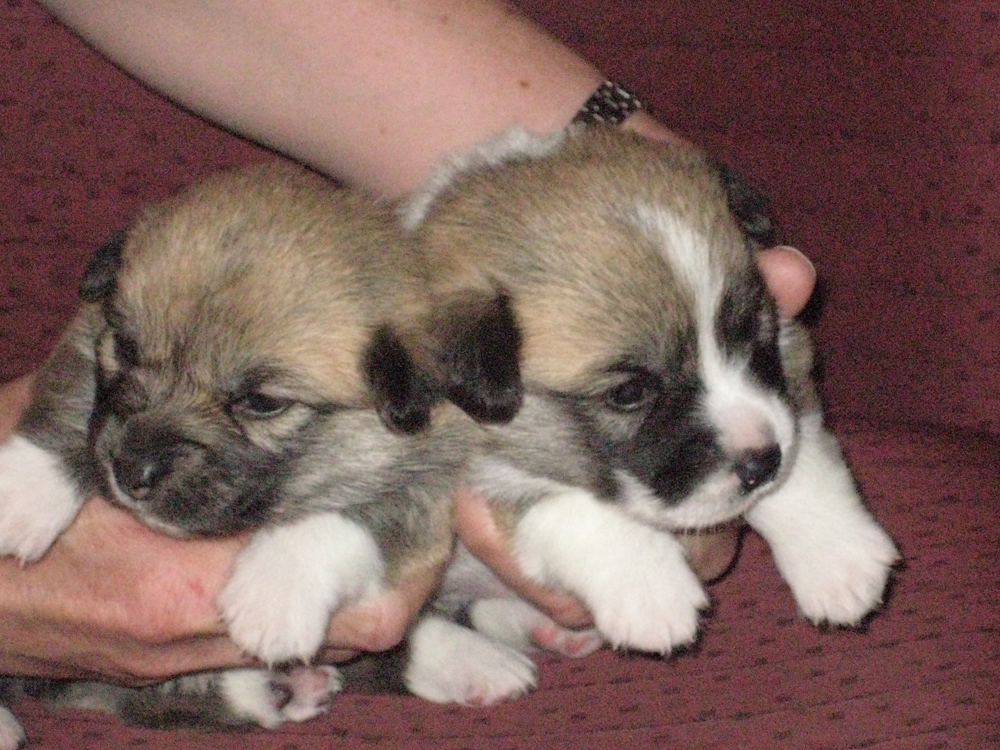 Pups